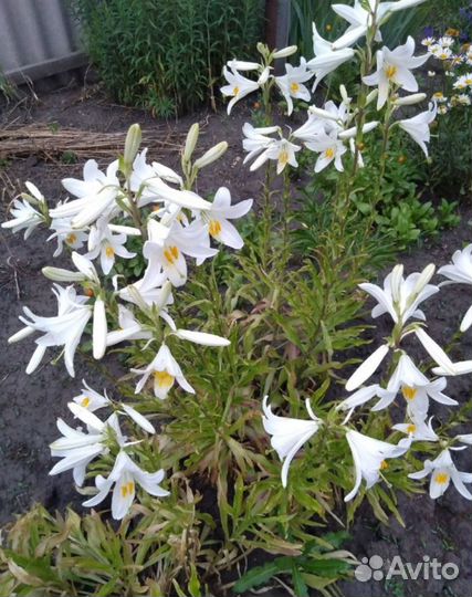 Лилия кандидум