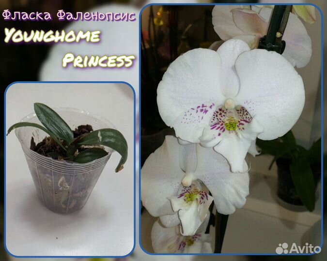 Орхидея детка