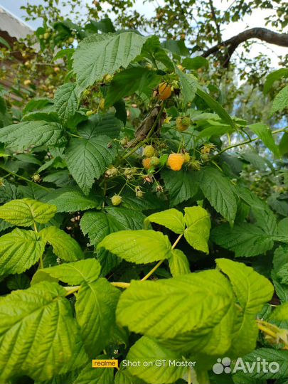 Саженцы малины Желтое чудо