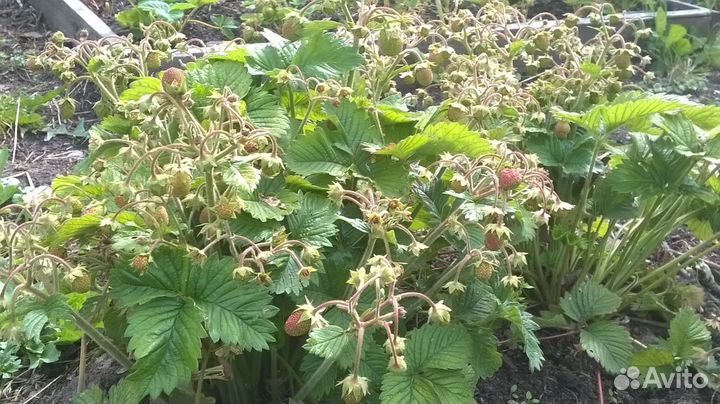 Рассада клубники, малины, ежевики