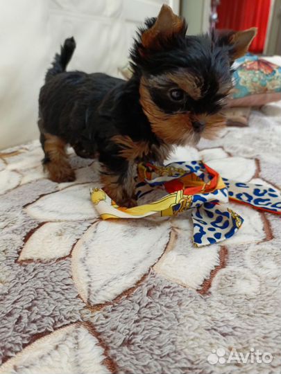 Йоркширский терьер