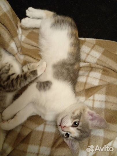 Юная кошка ищет товарищей по играм