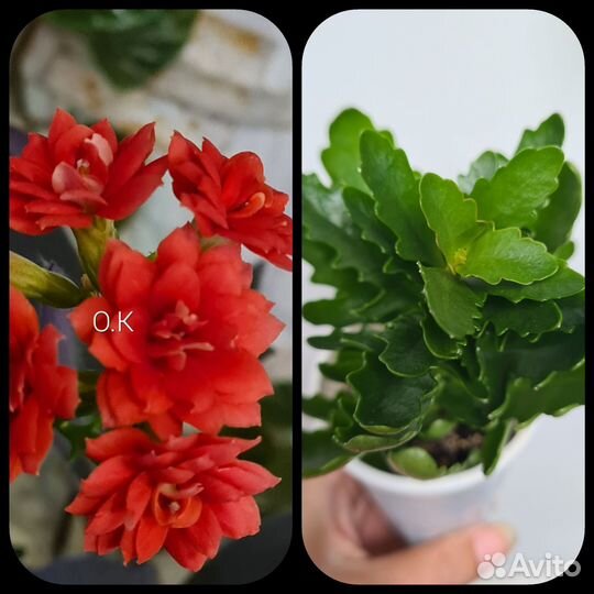 Комнатные цветы