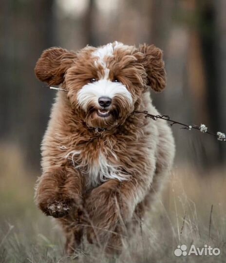 Лабрадудль (Australian Labradoodle)