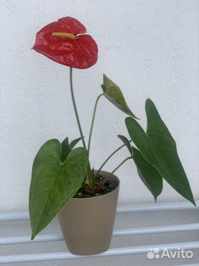 Антуриум Дакота(старый сорт)