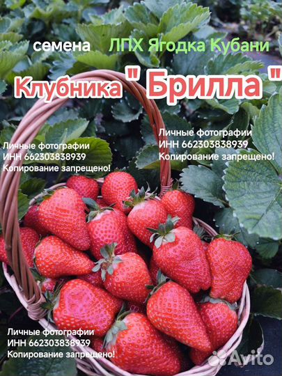 Саженцы клубники Мурано, Купчиха, Кабрилло