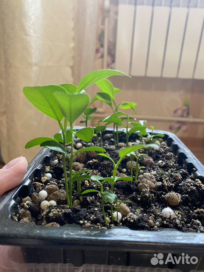 Мандариновое дерево