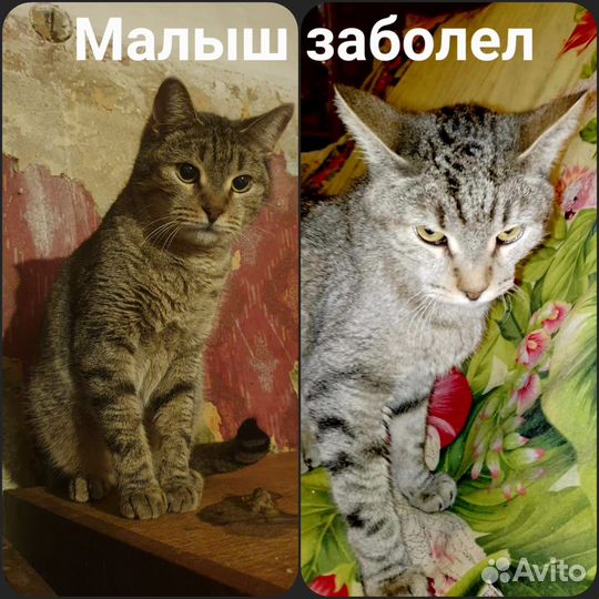 Котик малыш