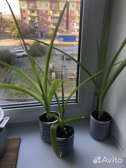 Последний Китайский лук