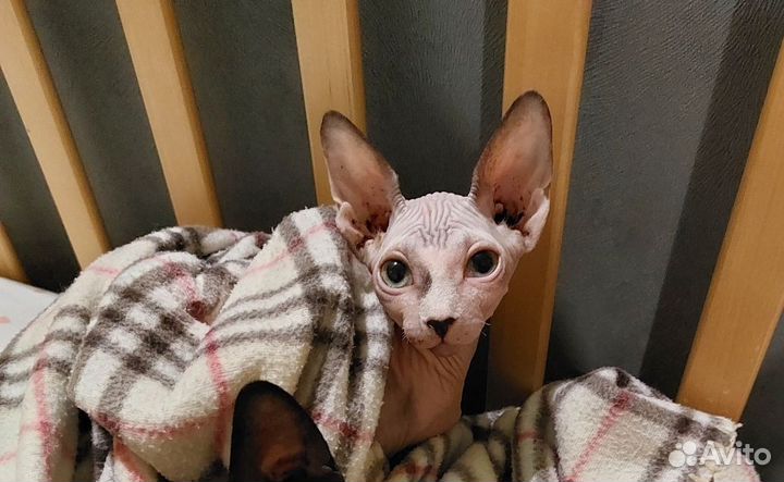 Канадский сфинкс девочка