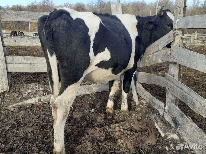 Коровы быки телки