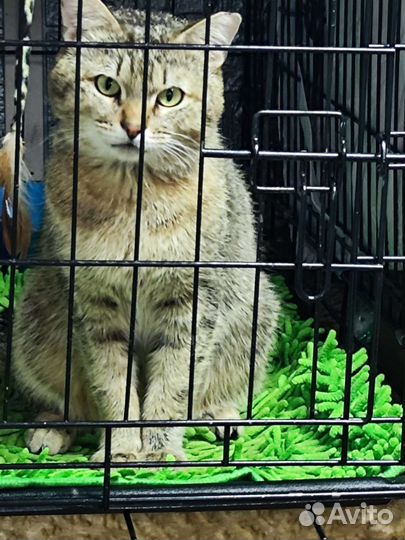 Кот в поисках дома