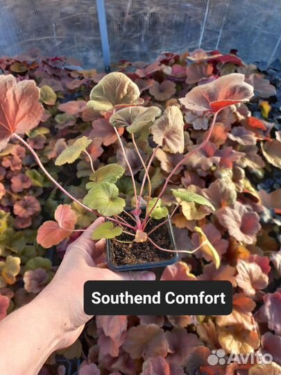 Гейхеры 8 сортов. Саженцы, кассеты. Можно опт