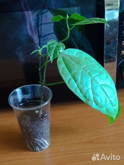 Клеродендрум госпожи томпсон