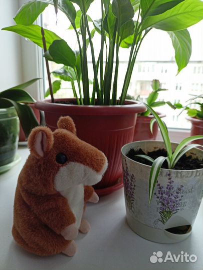 Хомяк говорящий