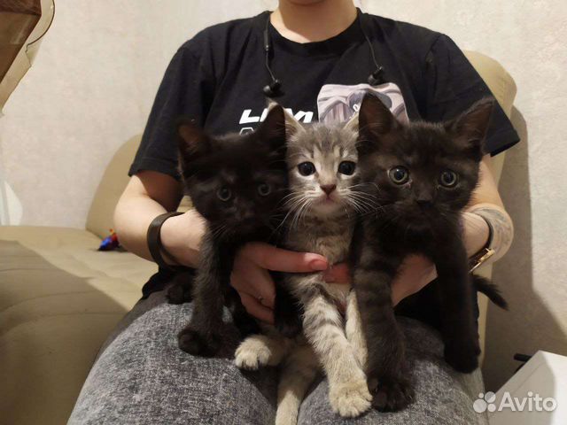 Котята в дар в добрые руки купить в Санкт-Петербурге | Животные и ...