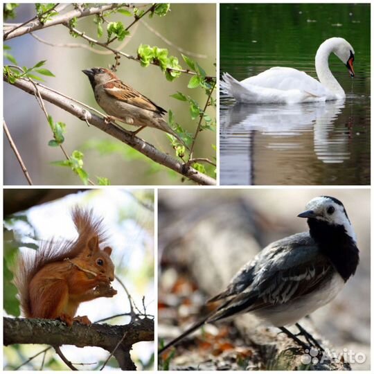 Объектив canon ef-s 55-250 is