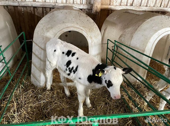 Телята бычки телки