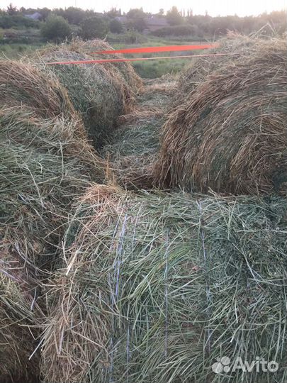 Сено люцерна