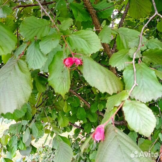 Лещина красная, фундук краснолистный, орешник