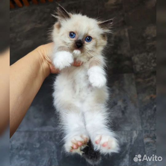 Cute Teddy, рэгдолл с родословной