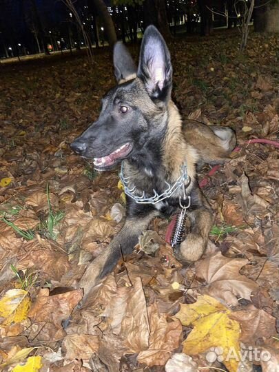 Выгульщик собак или Кинолог