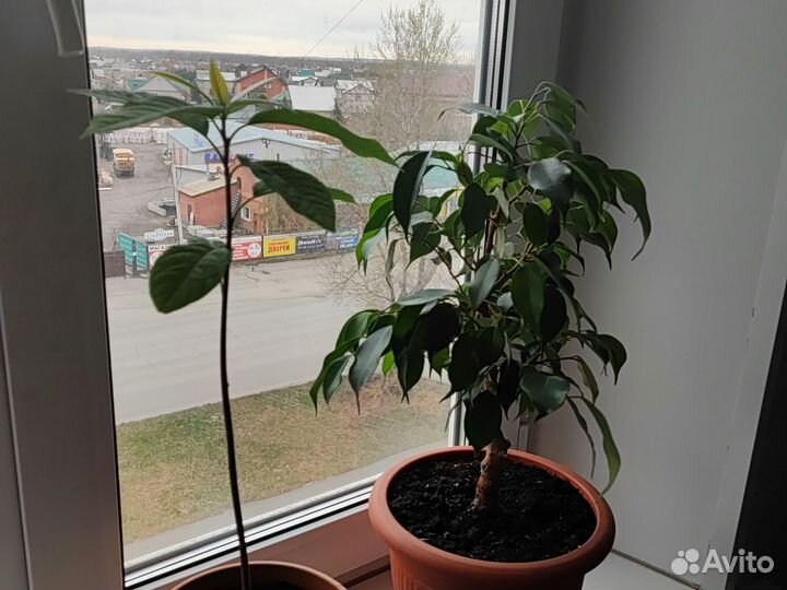 Фикус бенджамина, авокадо