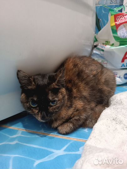 Найдена кошка