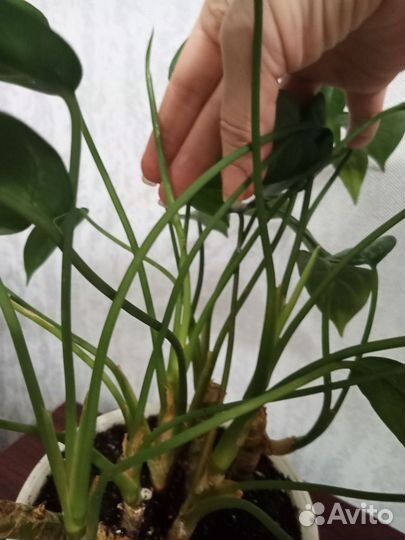 Аглаонема Мария