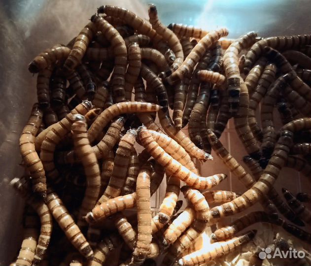 Зофобас. Корм для ящериц, пауков, скорпионов и т.д