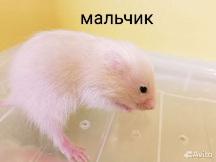 Сирийские хомячки