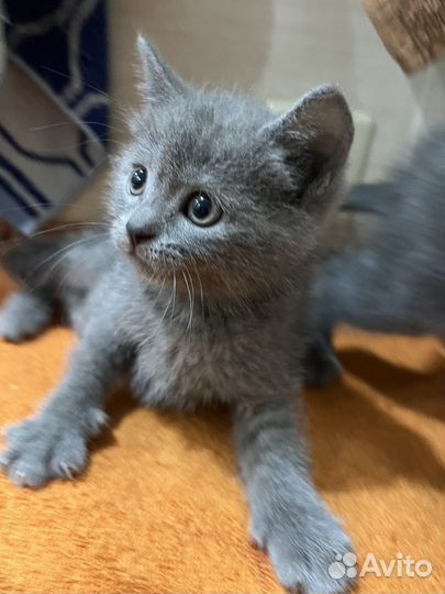 Котята 1,5 месяца