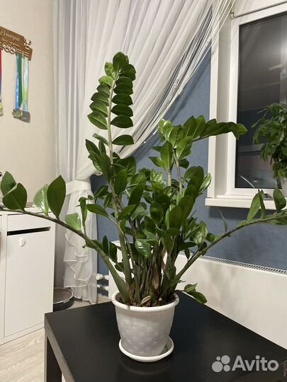 Замиокулькас (долларовое дерево)