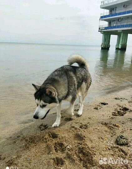 Хаски, для вязки