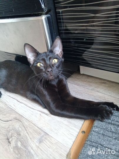 Сиамская кошка