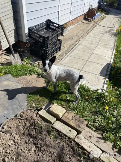 Собака в добрые руки