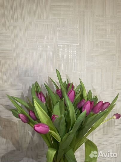 Тюльпаны голландия