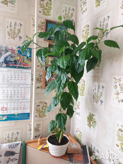 Сортовые гибискусы