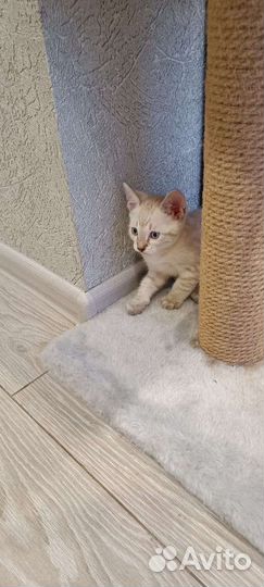 Бенгальские котята