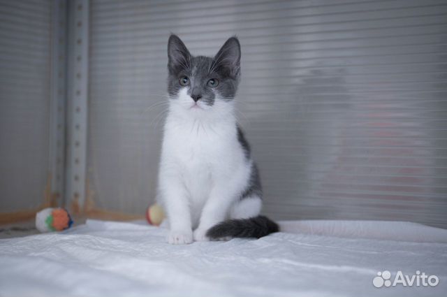 Ищет дом котенок Пуговка объявление продам