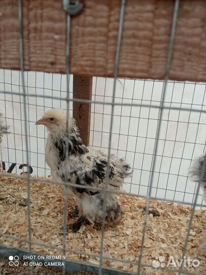 Цыплята Брама. Борковский