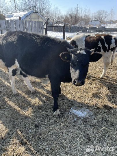 Продам телочек