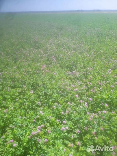 Сено клевер, разнотравье