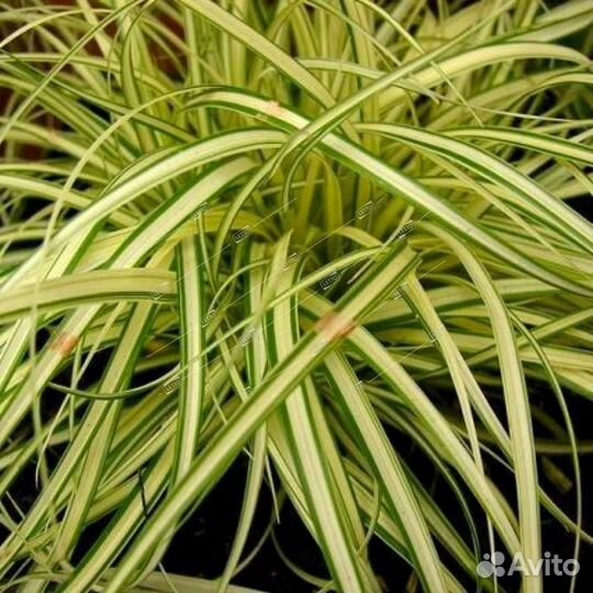 Мискантус,пенисетум,осока,райграс,импера