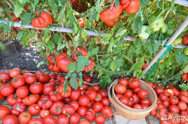 Адъювант Супер Кап Сильвет Голд Атомик Сады Овощи