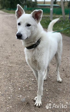 Швейцарская овчарка