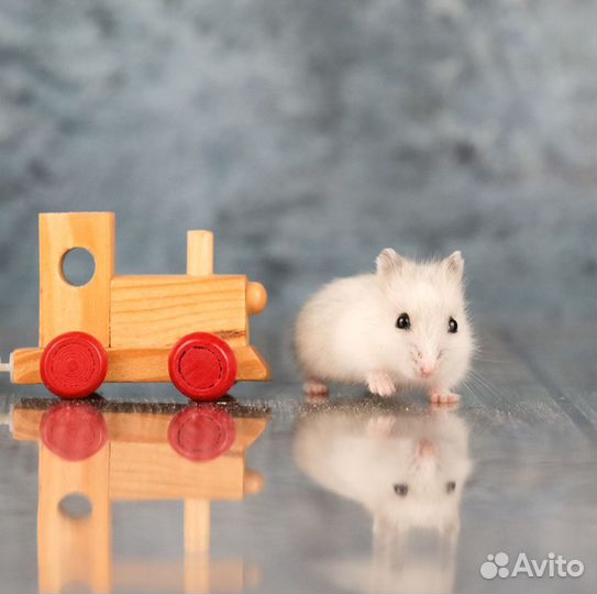 Джунгарские хомяки с новой клеткой от заводчика