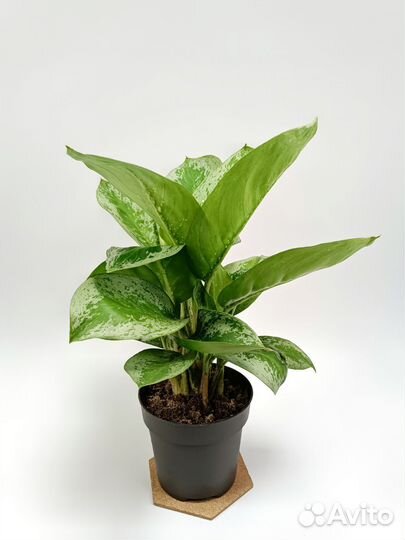 Аглонема Лемон минт Lemon Mint