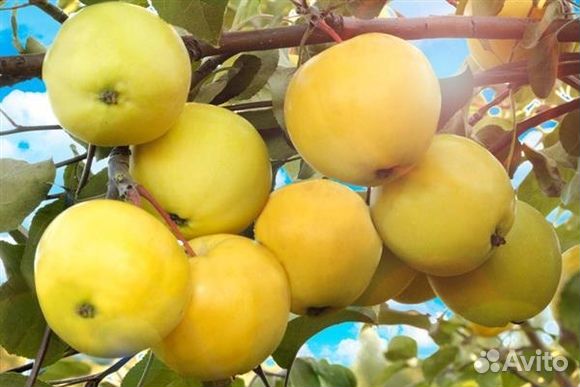 Саженцы яблони и груши