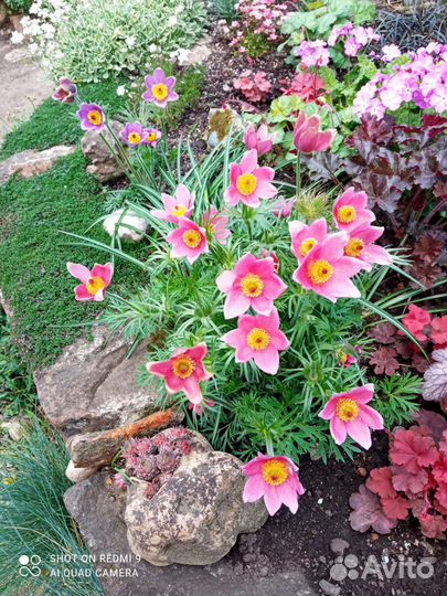 Прострел саженцы